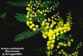 Acacia cardiophylla 