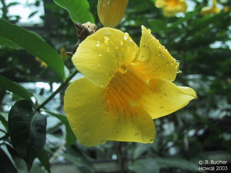 Allamanda Neriifolia