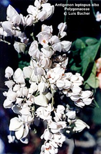 Antigonon leptopus 'alba'