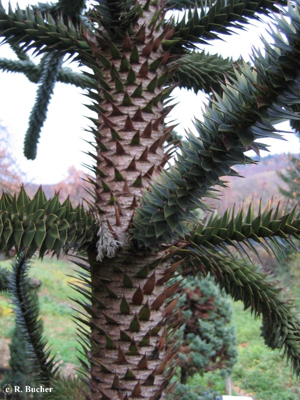 Exotische Nutz und Zierpflanzen Araucaria araucana