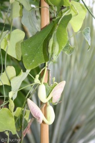 Aristolochia elegans