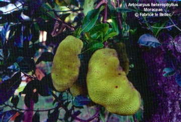 Artocarpus heterophyllus 