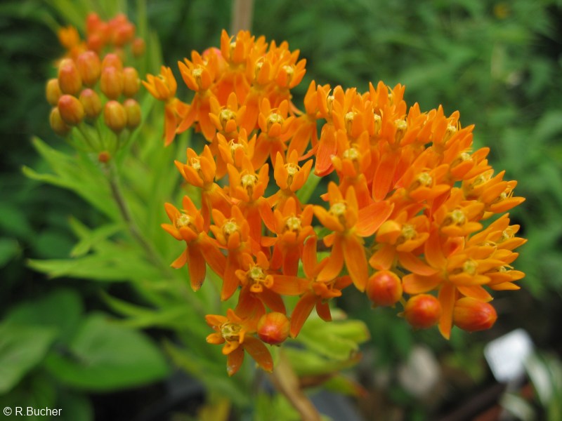 Exotische Nutz und Zierpflanzen Asclepias tuberosa
