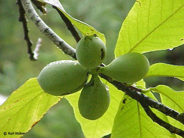 Exotische Nutz und Zierpflanzen Asimina triloba