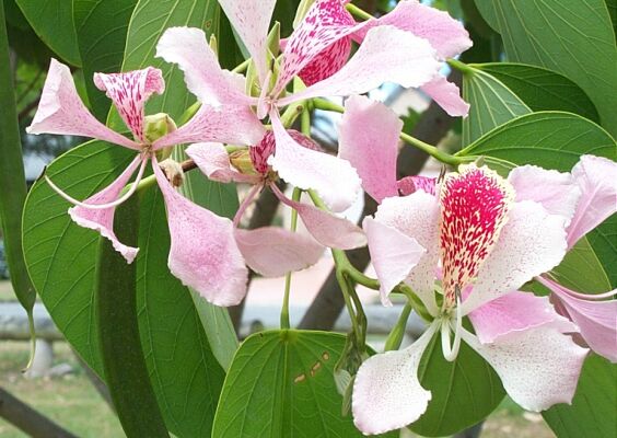 Exotische Nutz und Zierpflanzen Bauhinia monandra