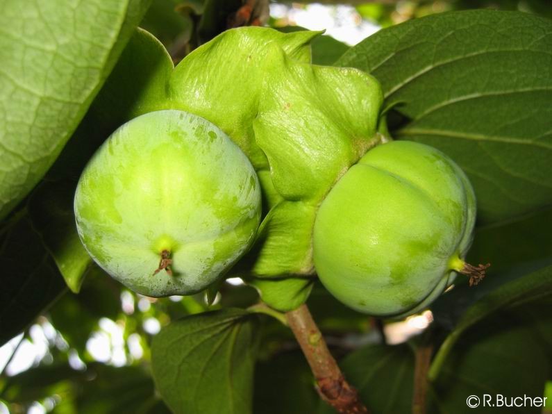 Exotische Nutz und Zierpflanzen Diospyros kaki