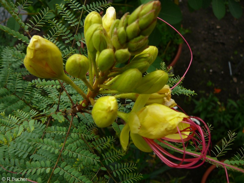 Exotische Nutz und Zierpflanzen Caesalpinia gilliesii