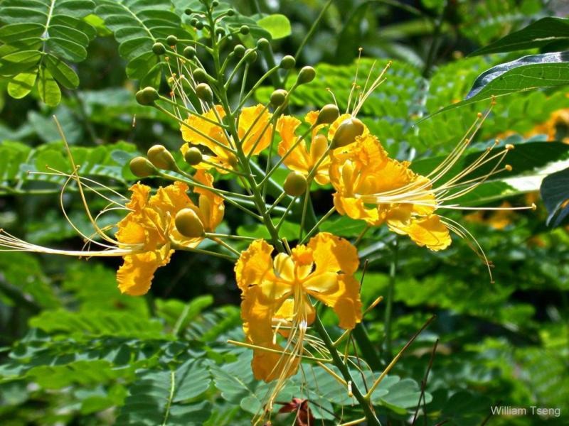 Exotische Nutz und Zierpflanzen Caesalpinia pulcherrima