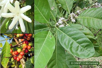 Coffea canephora