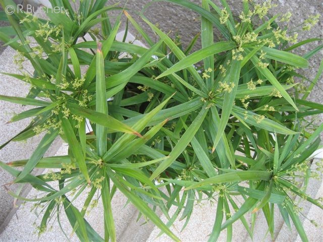 Exotische Nutz und Zierpflanzen Cyperus diffusus