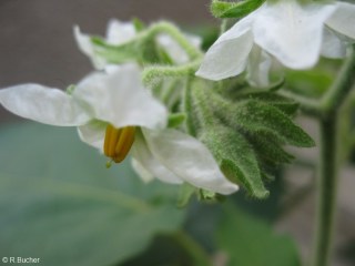 Cyphomandra abutiloides