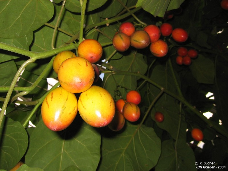Exotische Nutz und Zierpflanzen Cyphomandra betacea