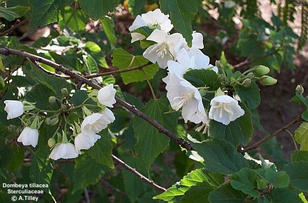 Exotische Nutz und Zierpflanzen Dombeya tiliacea