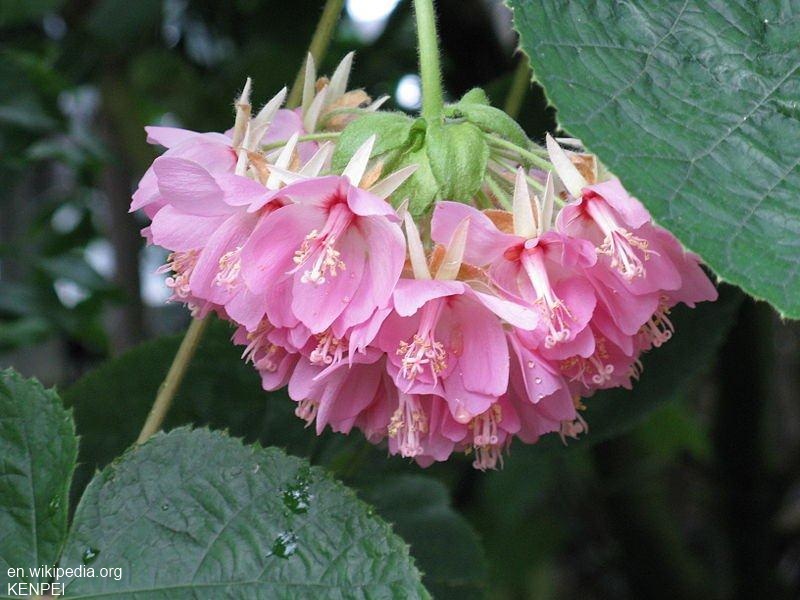 Exotische Nutz und Zierpflanzen Dombeya wallichii