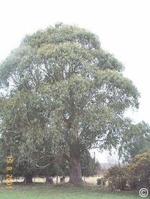 Eucalyptus delegatensis 