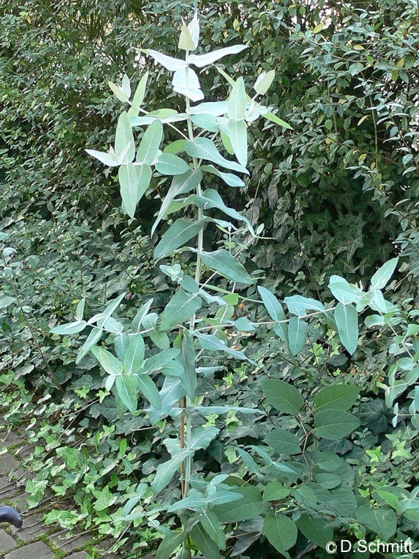 Exotische Nutz und Zierpflanzen Eucalyptus globulus ssp