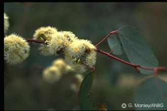 Eucalyptus polyanthemos 