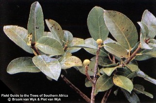 Ficus burtt-davyii