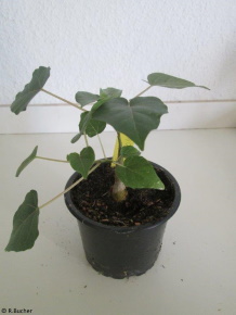 Ficus petiolaris