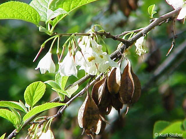 Exotische Nutz und Zierpflanzen Halesia carolina