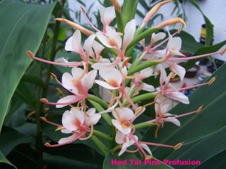 Hedychium 'Tai Pink Profusion'