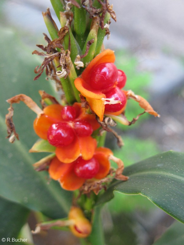 Exotische Nutz und Zierpflanzen Hedychium densiflorum 'Assam Orange'