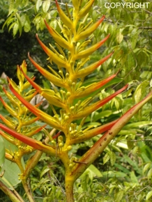 Heliconia lingulata 'Red Tipped Fan'