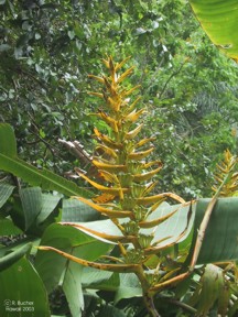 Heliconia lingulata