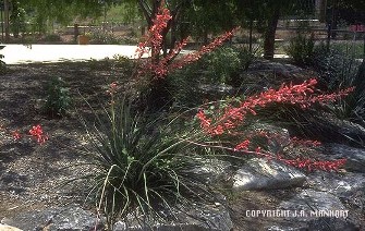 Hesperaloe parviflora