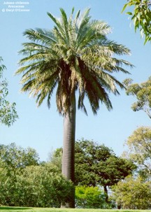 Jubaea chilensis 