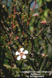 Leptospermum epacridoideum 