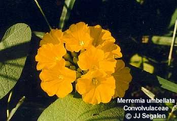 Merremia Umbellata