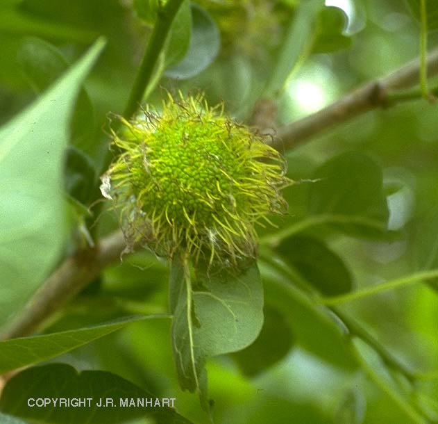 Exotische Nutz und Zierpflanzen Maclura pomifera
