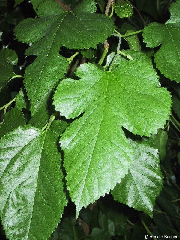 Exotische Nutz und Zierpflanzen Morus nigra