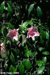 Pandorea jasminoides 'pink'