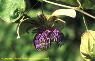 Passiflora platyloba 