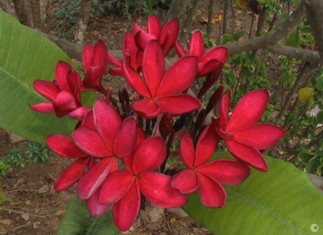 Plumeria rubra cv. 'Chiang Rai Red'