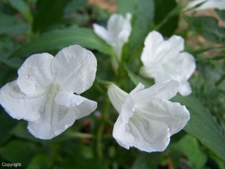 Ruellia brittoniana 'alba'