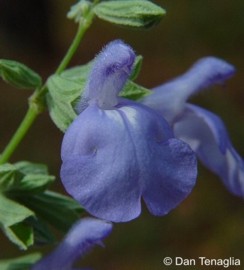 Salvia azurea var. grandiflora