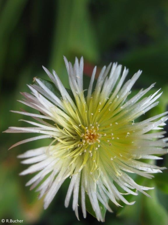 Exotische Nutz und Zierpflanzen Sceletium tortuosum