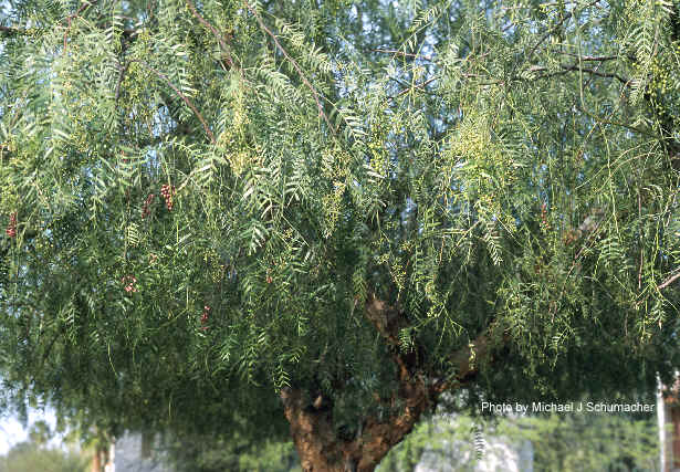 Exotische Nutz und Zierpflanzen Schinus molle
