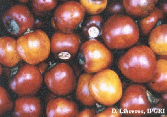 Solanum topiro
