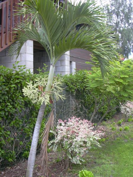 Exotische Nutz und Zierpflanzen Adonidia merrillii