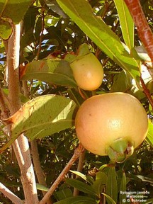 Syzygium jambos 