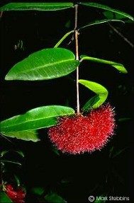 Syzygium wilsonii ssp. wilsonii