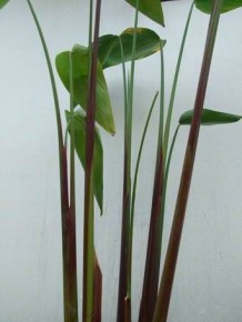 Thalia geniculata f. ruminoides