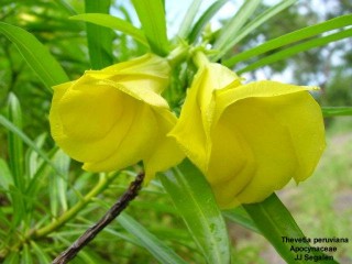 Thevetia peruviana 'gelb' 