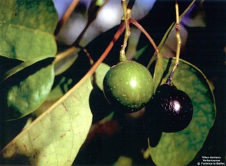 Vitex doniana