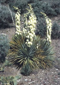 Yucca harrimaniae 