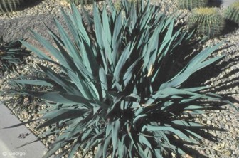 Yucca pallida 